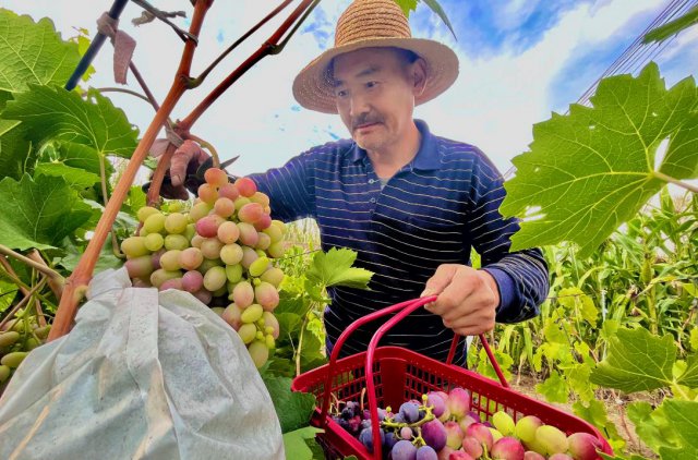 �Ϻ����ѡ���������������