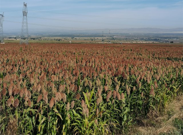 �����ӳ���������ӡ�