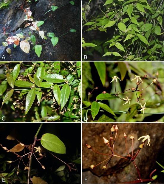 图为三峡白前的植株和花序,来源中国数字植物标本馆官网