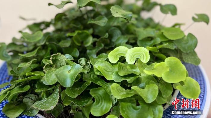 资料图:国家一级保护野生植物荷叶铁线蕨。郭晓莹 摄