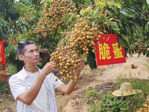 脆蜜十五年诞生记