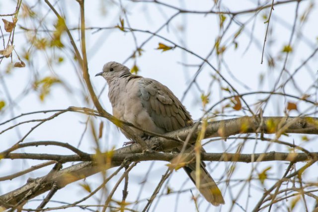 ǧ���輯 �������� ɭ��Ϊ��̬������չ����ҩ����