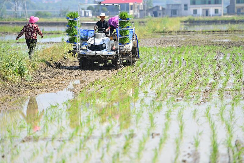 △2023年4月26日,湖南湘潭市雨湖区姜畲镇易建河村的一处高标准农田,农民驾驶插秧机插秧。