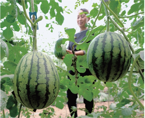 河北柏乡:特色种植助力乡村振兴