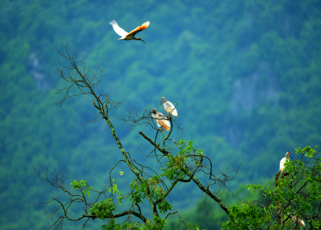 �ҹ��ص㱣��Ұ����ֲ����Ⱥ�����ָ�