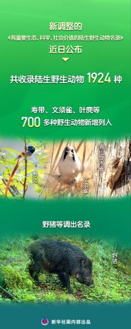 Ҷ�䡢�ٴ���Ұ�����������¡����С���¼ Ұ���ȵ���