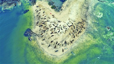 大连斑海豹国家级自然保护区:“胖宝宝”的海上家园