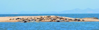 大连斑海豹国家级自然保护区:“胖宝宝”的海上家园