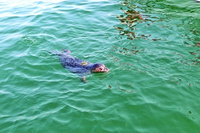 大连斑海豹国家级自然保护区:“胖宝宝”的海上家园