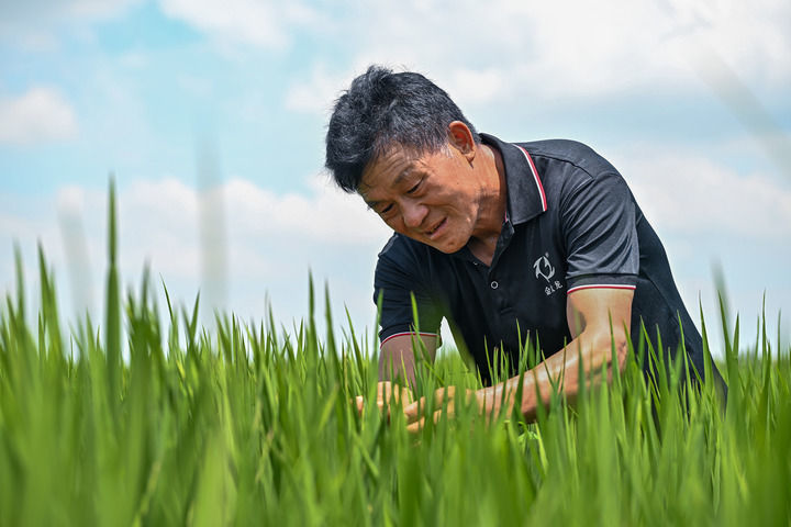 安徽凤阳小岗村种粮大户程夕兵在田里观察水稻长势(2024年7月25日摄)。新华社记者 李鑫 摄