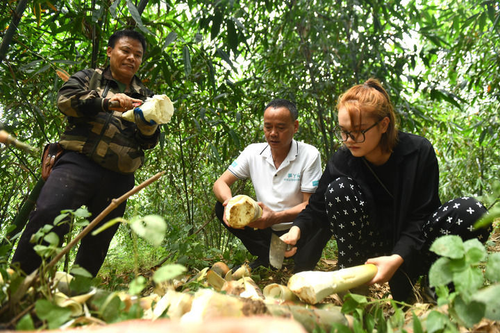 颜茜茜(右)和父亲颜建条(中)在竹笋种植基地采收竹笋(2024年7月23日摄)。29岁的颜茜茜是广西柳州市柳江区三都镇白见村的一名返乡创业青年。2021年,大学毕业后在机场工作了五年的她,决定辞职回到家乡创业。新华社记者 黄孝邦 摄