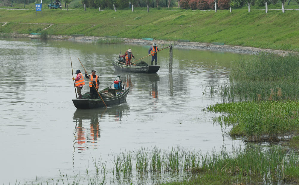 河道保洁员在位于浙江湖州的太湖罗溇港沿岸清理非法捕鱼地笼网(2024年4月11日摄,无人机照片)。新华社记者 翁忻旸 摄