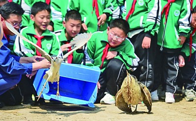 珍视自然瑰宝 守护候鸟迁飞——黄(渤)海候鸟栖息地保护见闻