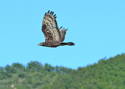 珍视自然瑰宝 守护候鸟迁飞——黄(渤)海候鸟栖息地保护见闻
