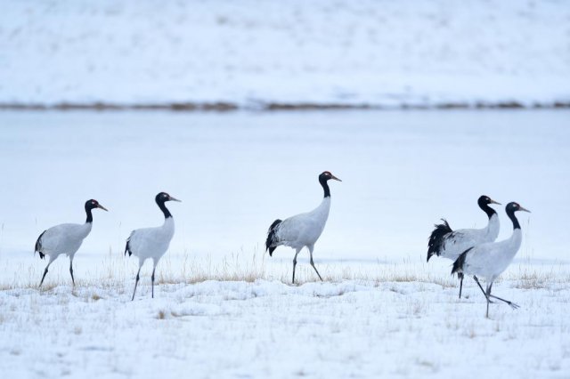 ϰ��ƽ����ǹ�����ح������������������Ȼ�Ų�