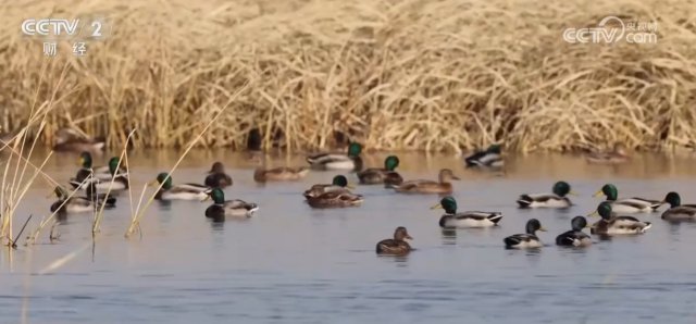 ���������չ��̬֮�� ��ϡ����ƵƵ���뾵�����Ի���������Ч