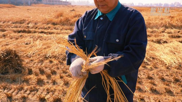 �ո���Ρ���Ϯ���ɱ�����������ġ���ɫ������