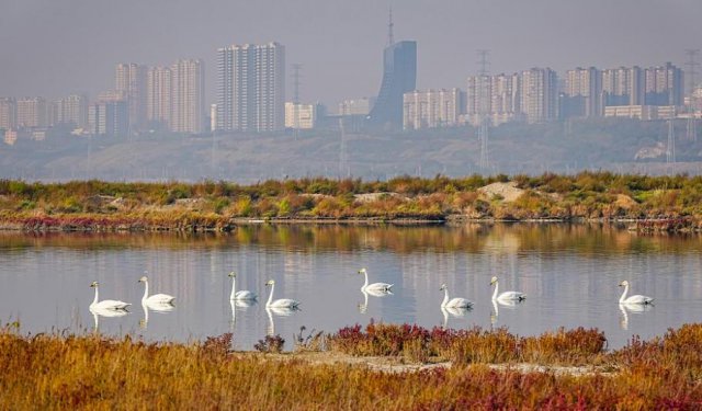 ɽ���˳ǣ��κ�ӭ��Խ��Ұ�������