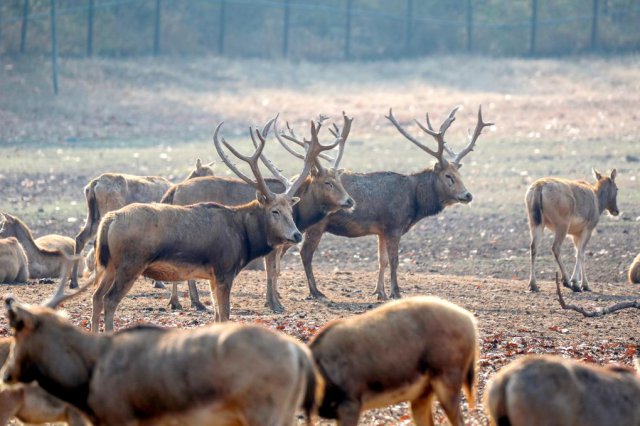 ��¹���ұ����о�������ʽ����