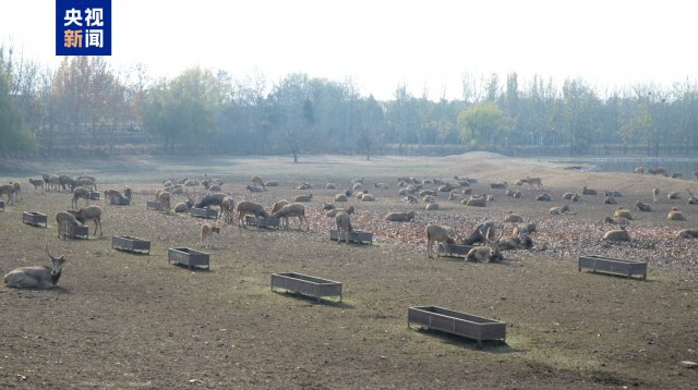 ��¹���ұ����о����Ĺ��Ƴ��� ȫ����¹��Ⱥ�����ѳ���1��ֻ