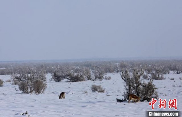 �½���Į�����ˣ�ΪҰ����ֲ�������ɫϣ��