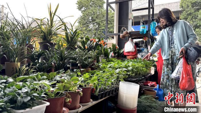 4月11日,顾客在西安朱雀花卉市场选购菜苗。杨英琦 摄