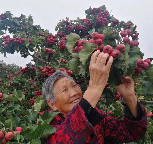 ɽ�����ɽ�ϲ�����