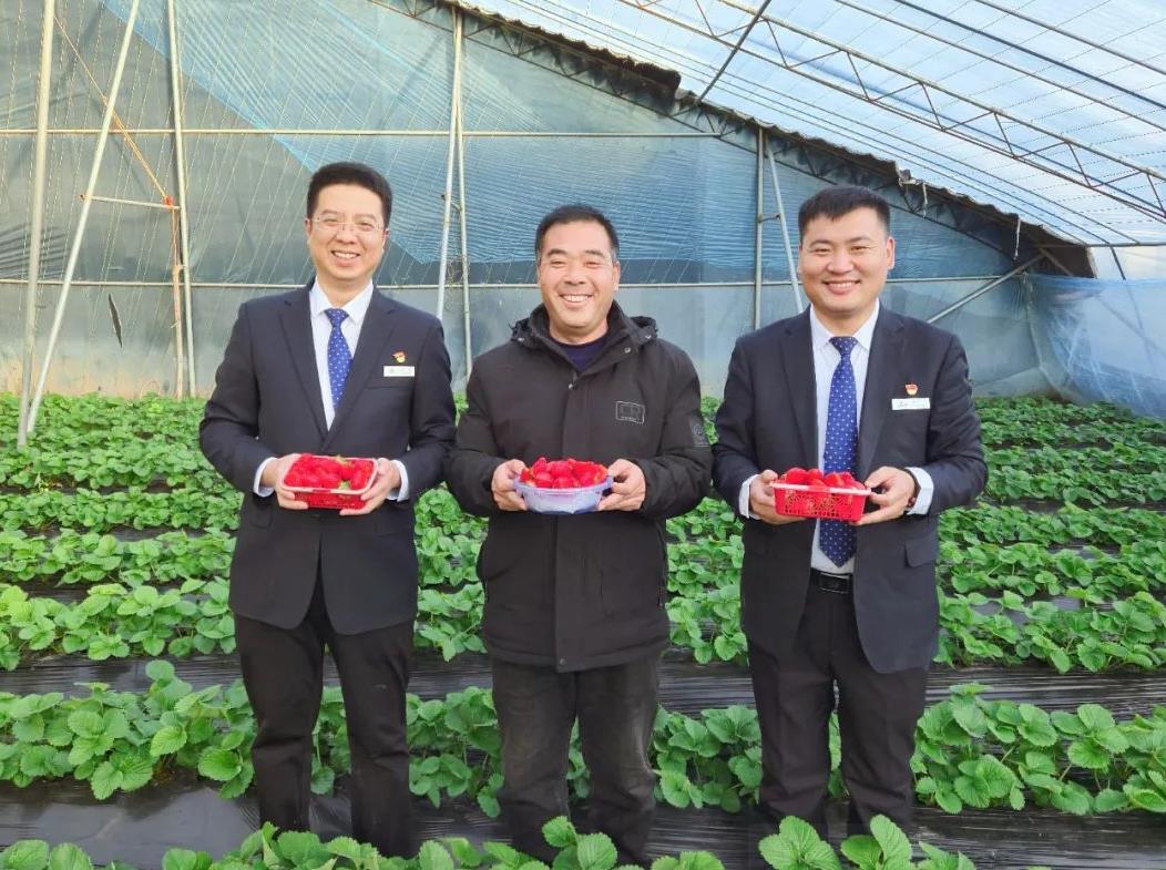 山西绛县农商银行 银行搬到草莓大棚 金融赋能“莓”