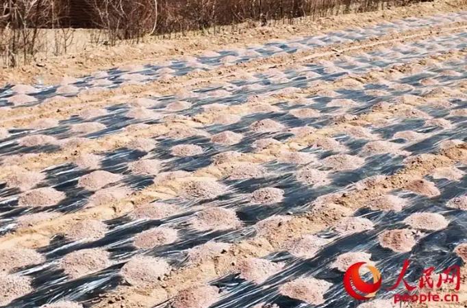 ���Żƺӣ�Ϊ����ˮ��ȣ�